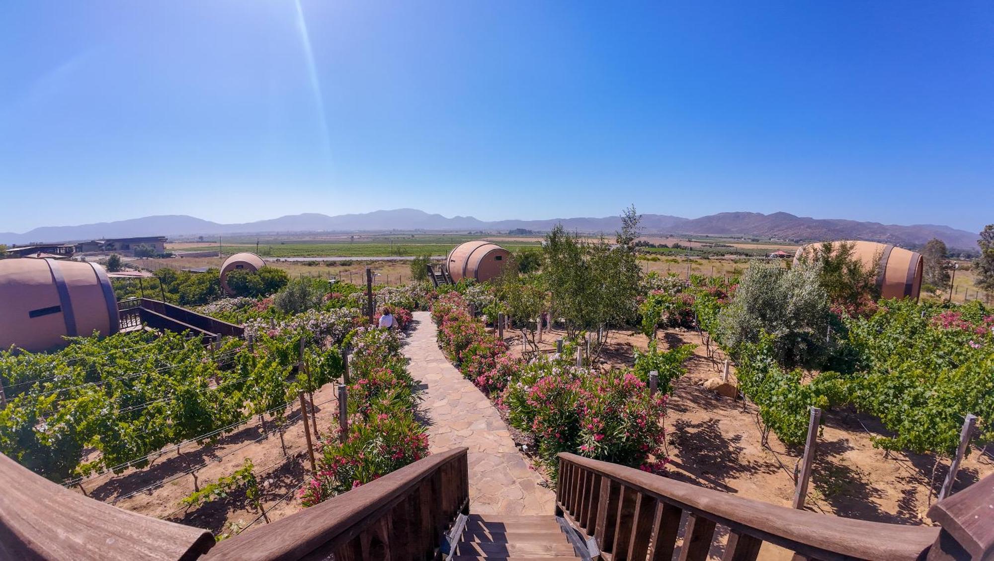 Finca El Mirador Valle de Guadalupe Ngoại thất bức ảnh